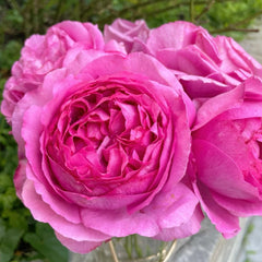 Yves Piaget rose