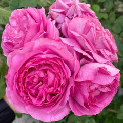 Yves Piaget rose
