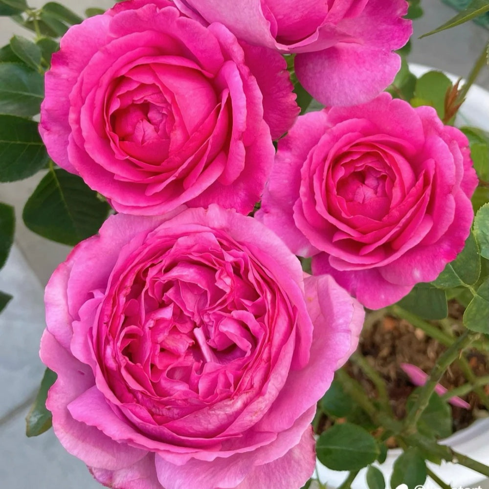 Yves Piaget rose