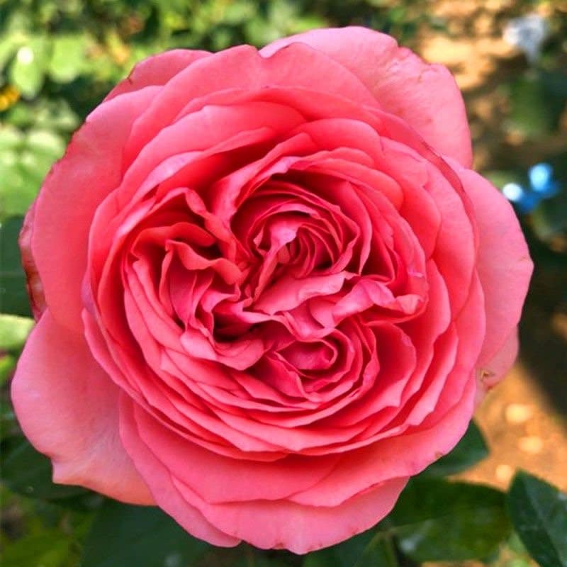 Yves bridal Rose