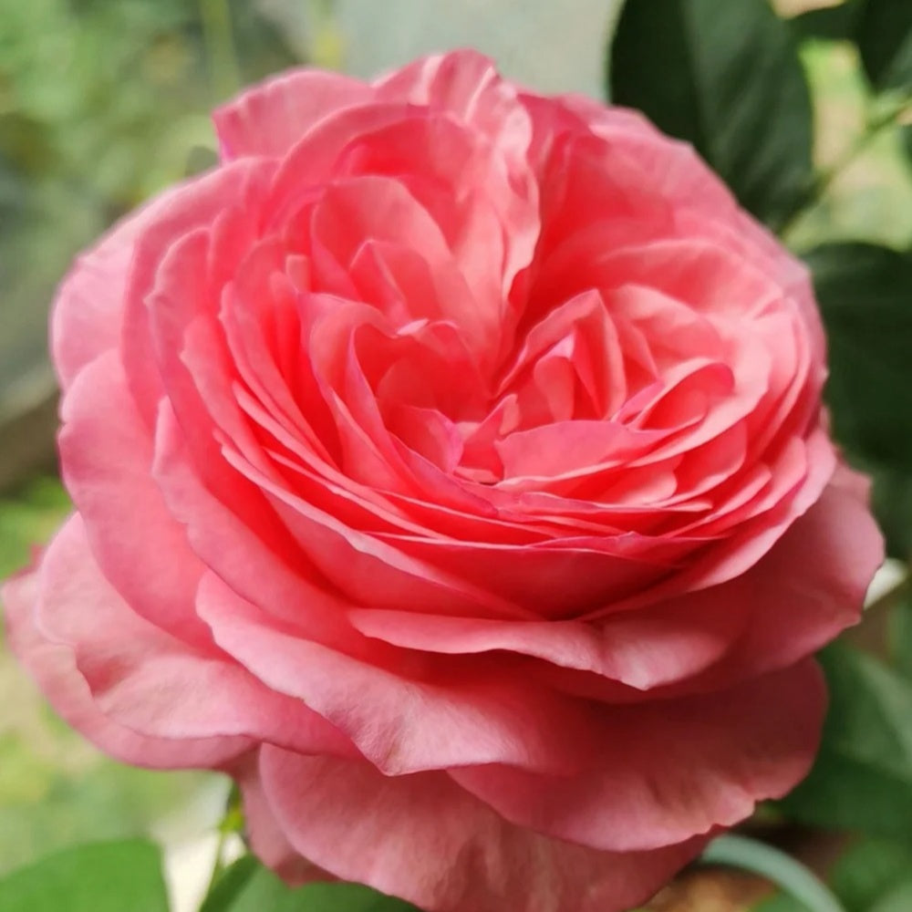 Yves bridal Rose