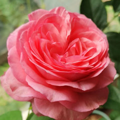 Yves bridal Rose
