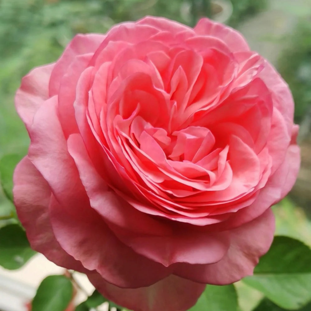 Yves bridal Rose