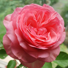 Yves bridal Rose
