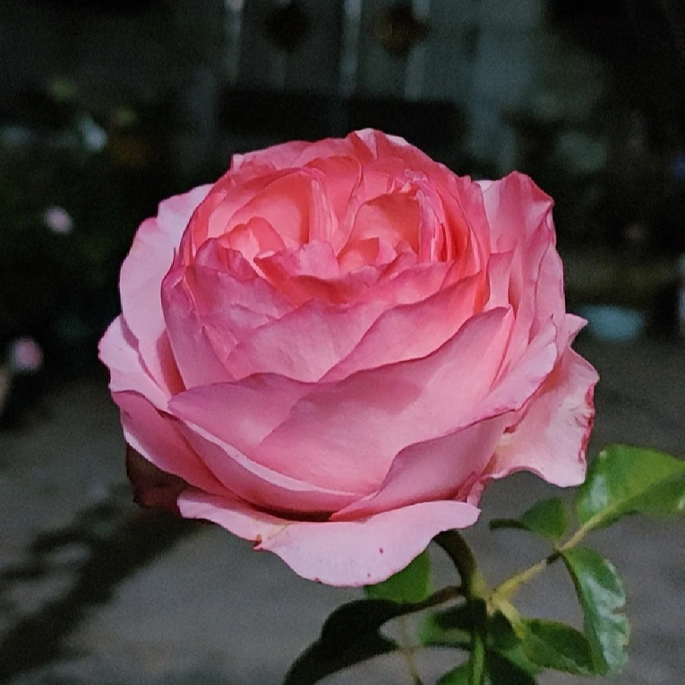 Yves bridal Rose