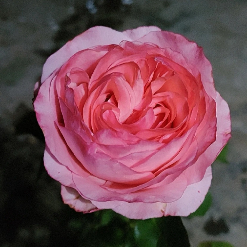 Yves bridal Rose