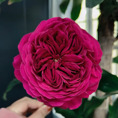 Yves cantina Rose