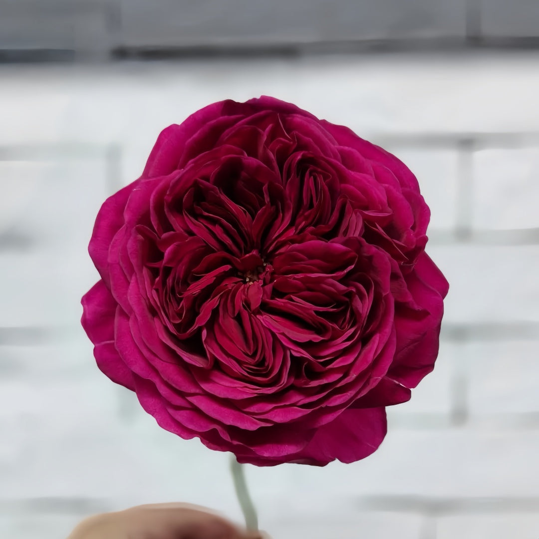 Yves cantina Rose