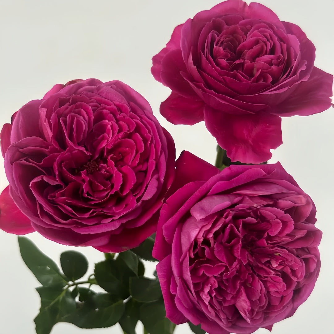 Yves cantina Rose