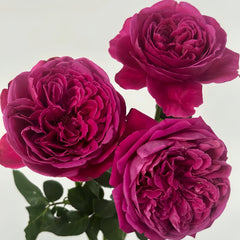 Yves cantina Rose