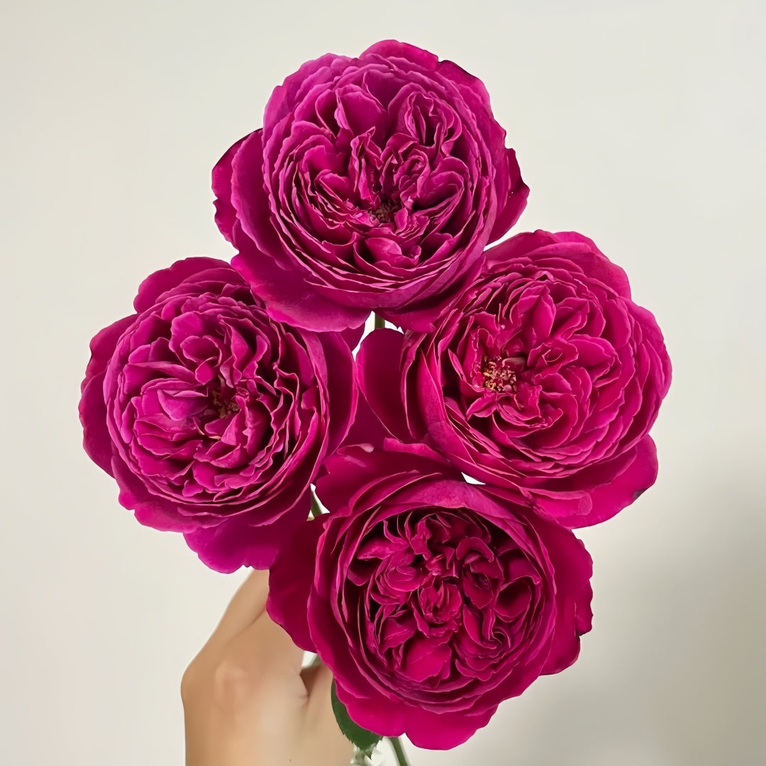 Yves cantina Rose