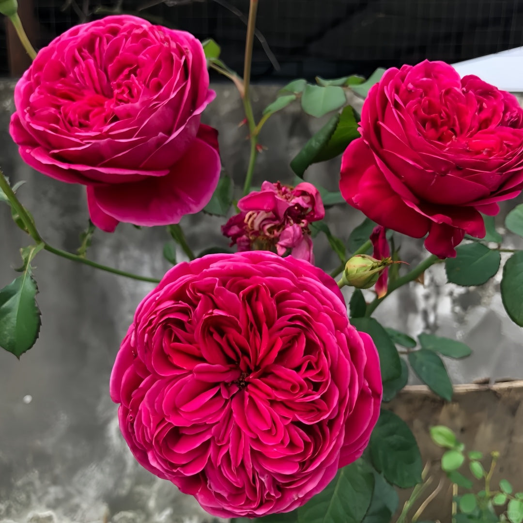 Yves cantina Rose
