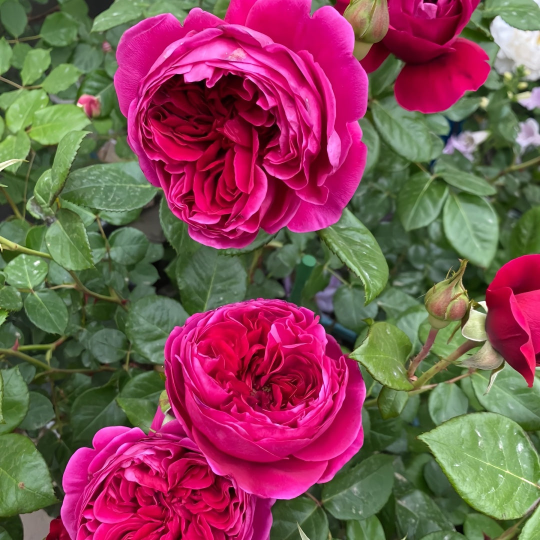 Yves cantina Rose