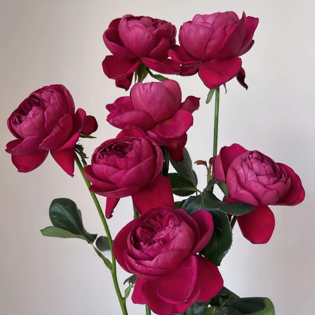 Yves cantina Rose