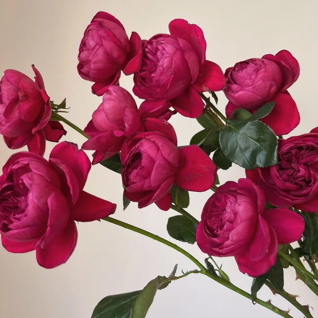 Yves cantina Rose
