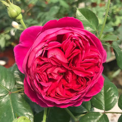 Yves cantina Rose