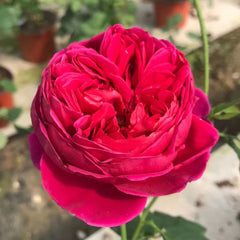 Yves cantina Rose