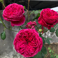 Yves cantina Rose