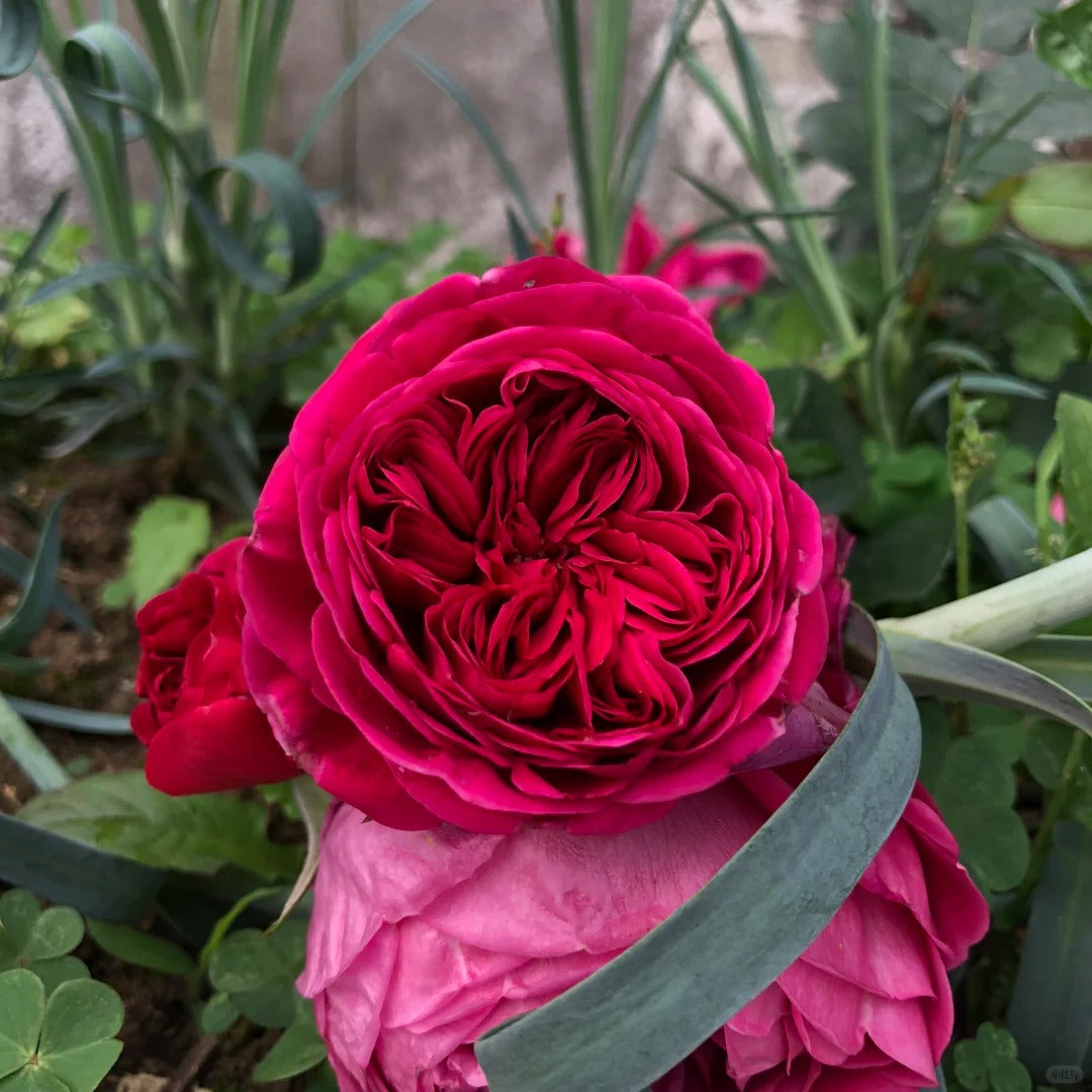 Yves cantina Rose