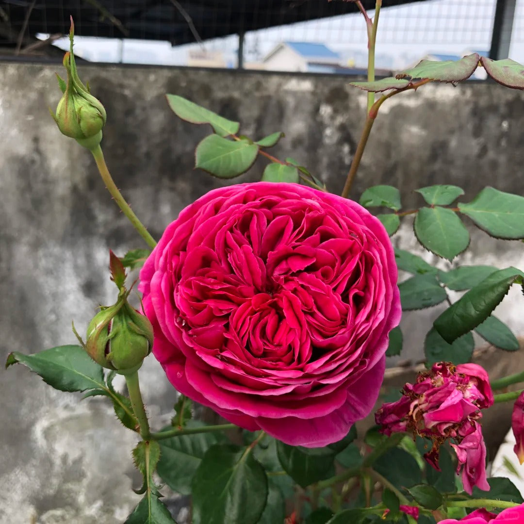 Yves cantina Rose