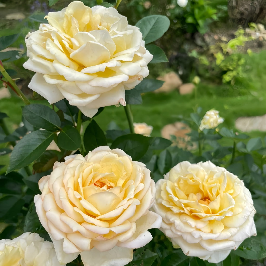 Yves golden piaget Rose