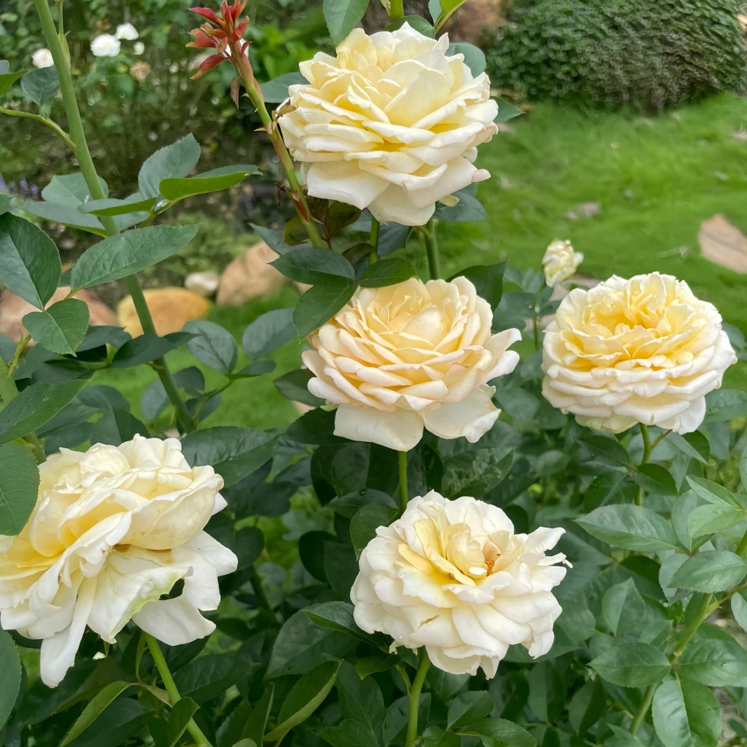 Yves golden piaget Rose