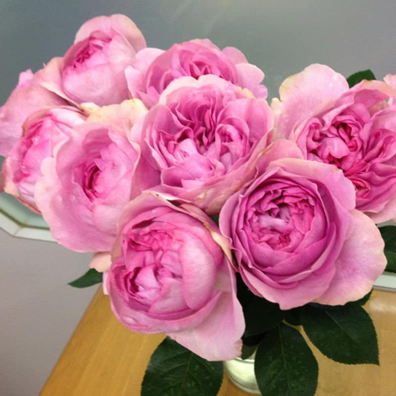 Yves peche Rose