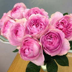Yves peche Rose