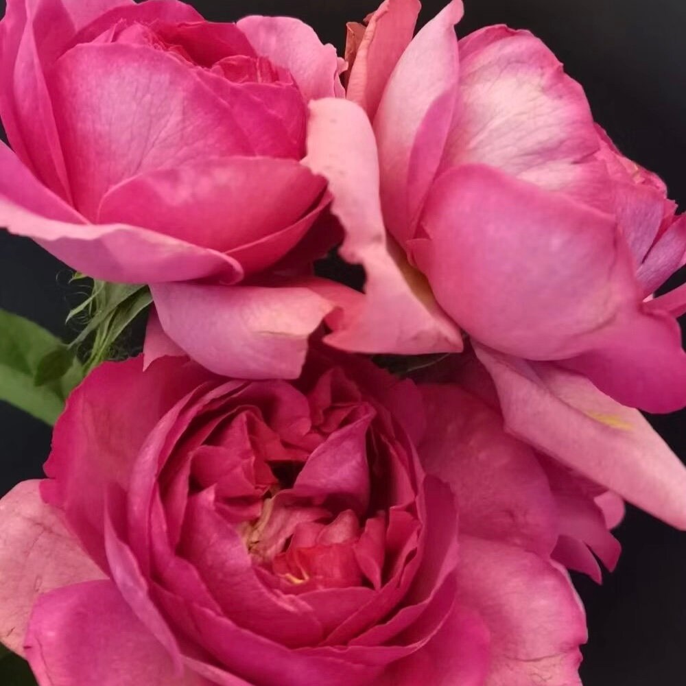 Yves peche Rose