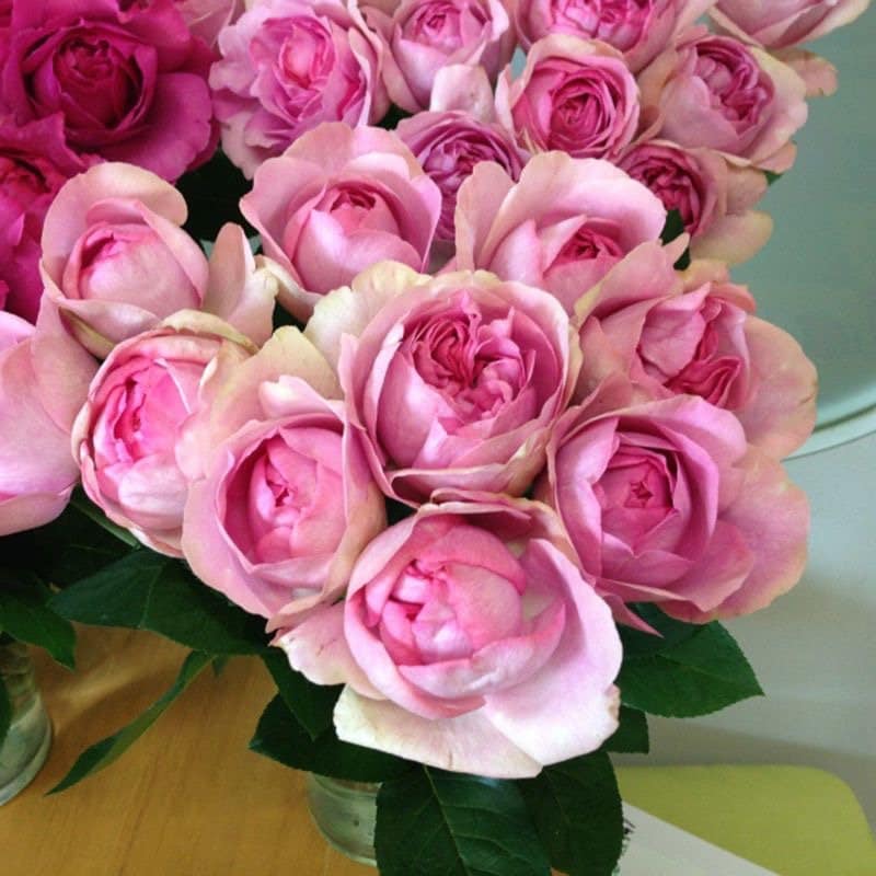 Yves peche Rose