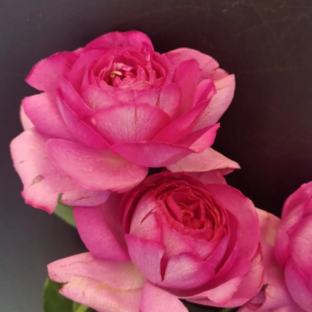 Yves peche Rose