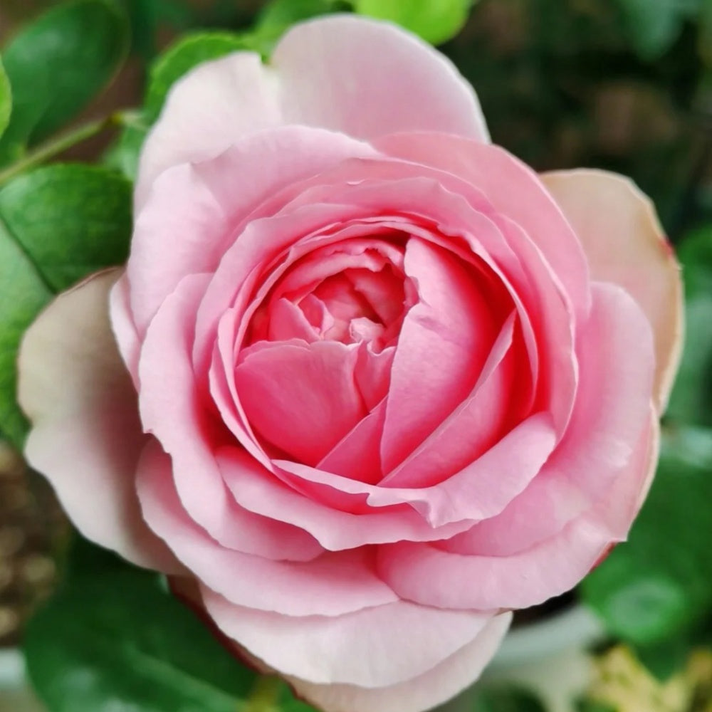 Yves peche Rose