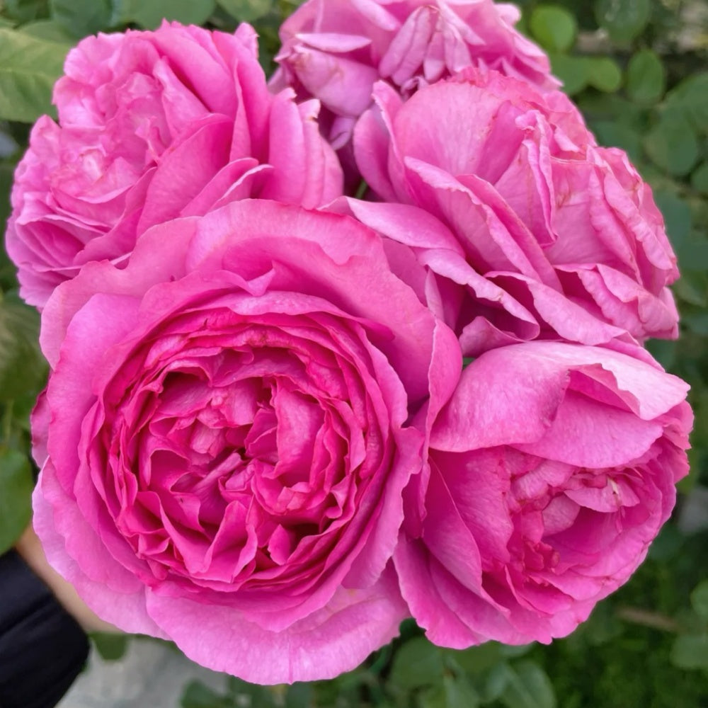 Yves piaget Rose