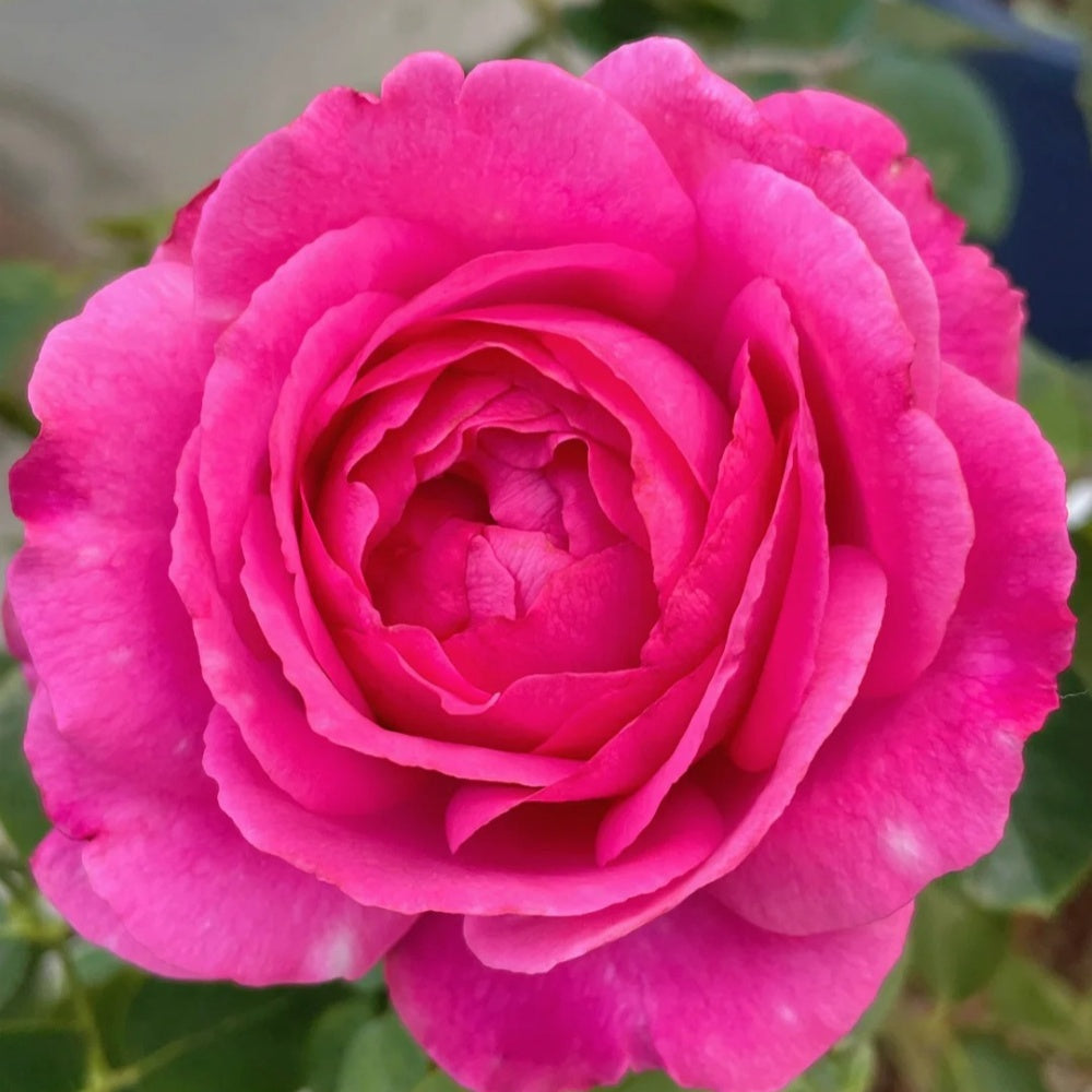 Yves piaget Rose
