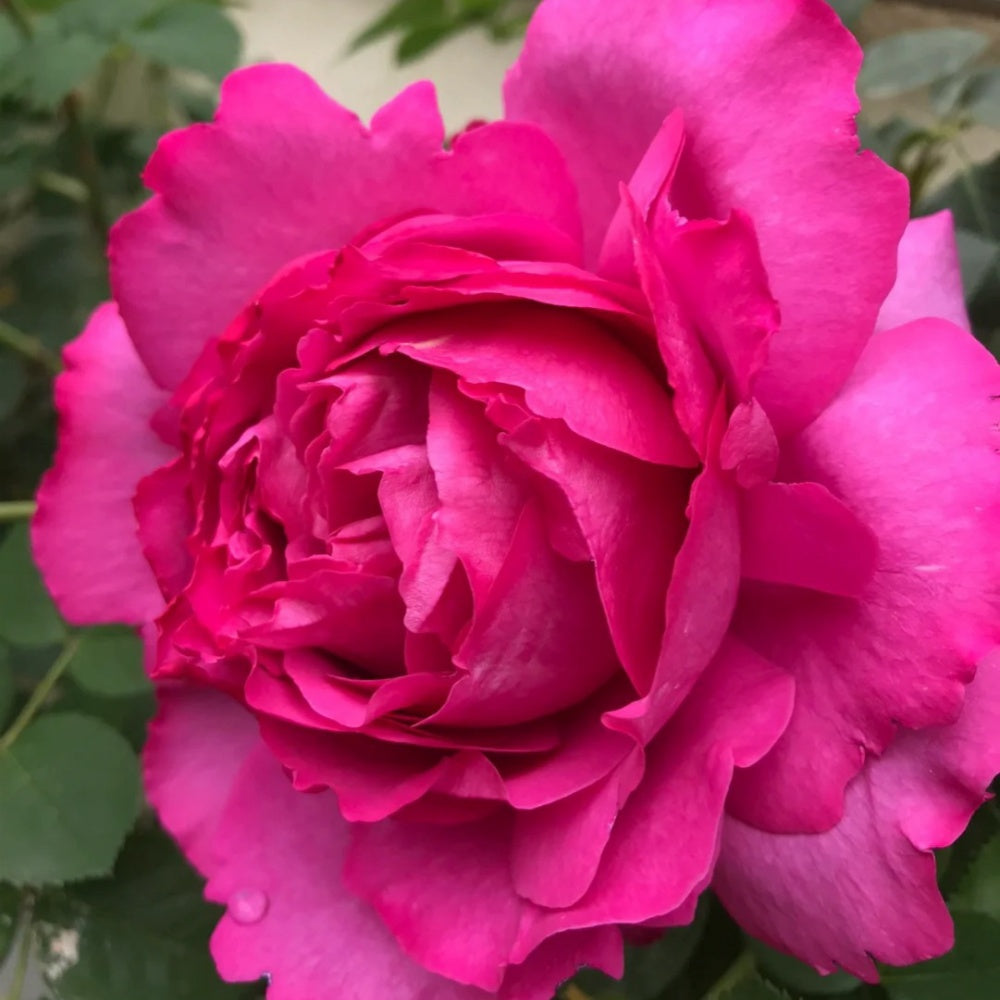 Yves piaget Rose