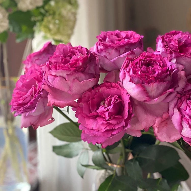 Yves piaget Rose