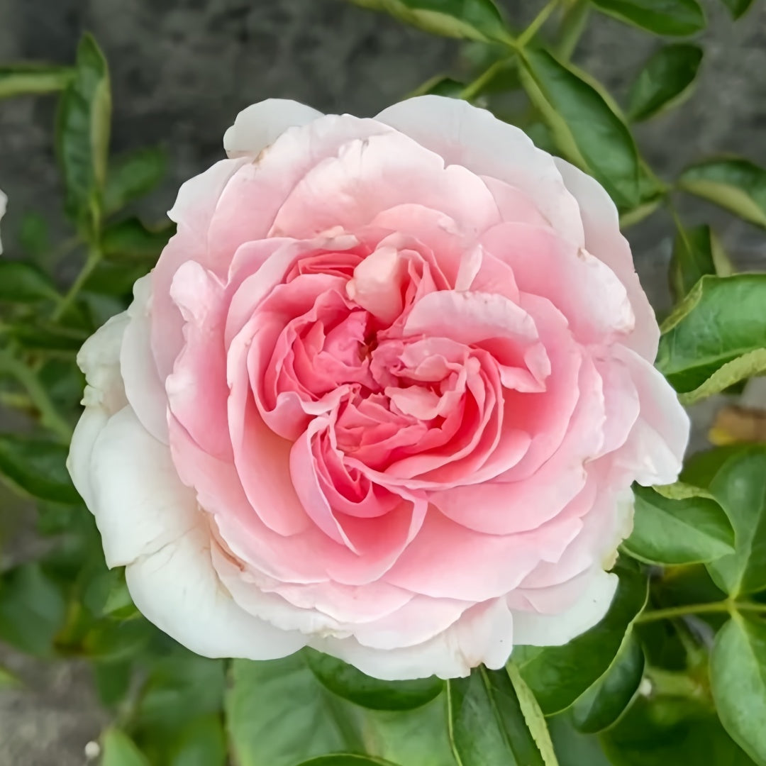 Yves sion Rose