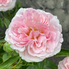 Yves sion Rose