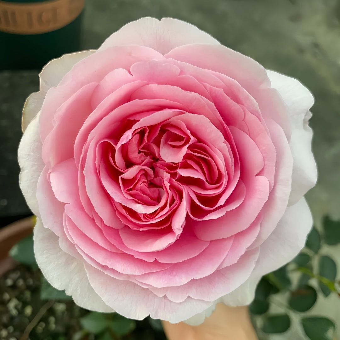 Yves sion Rose