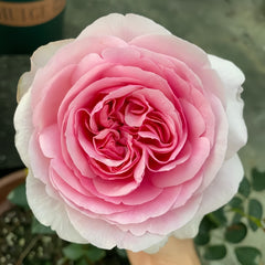 Yves sion Rose