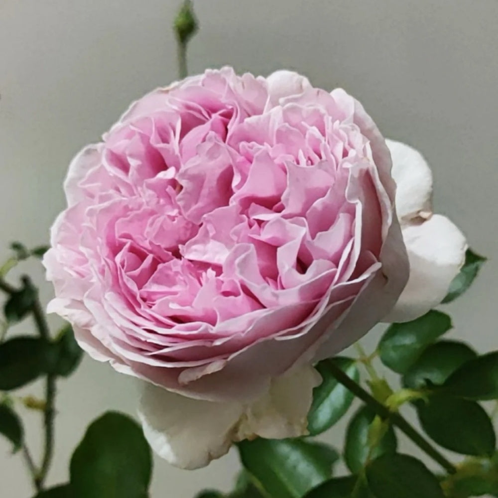 Yves sion Rose