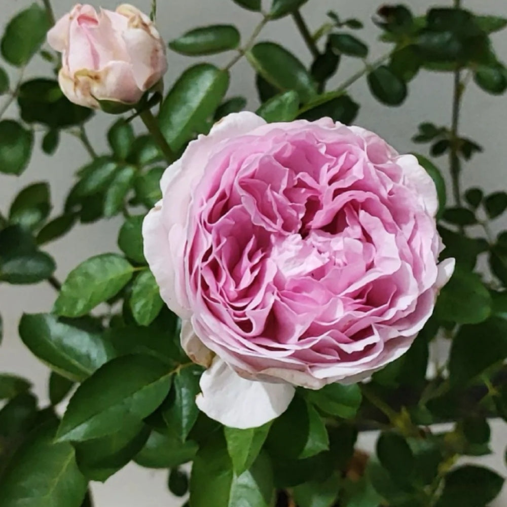 その他 lovely rose Respride Fille Rose-伊芙乙女心｜Japanese Shrub Rose