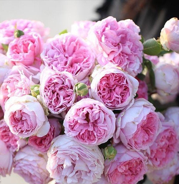 Yves sion Rose