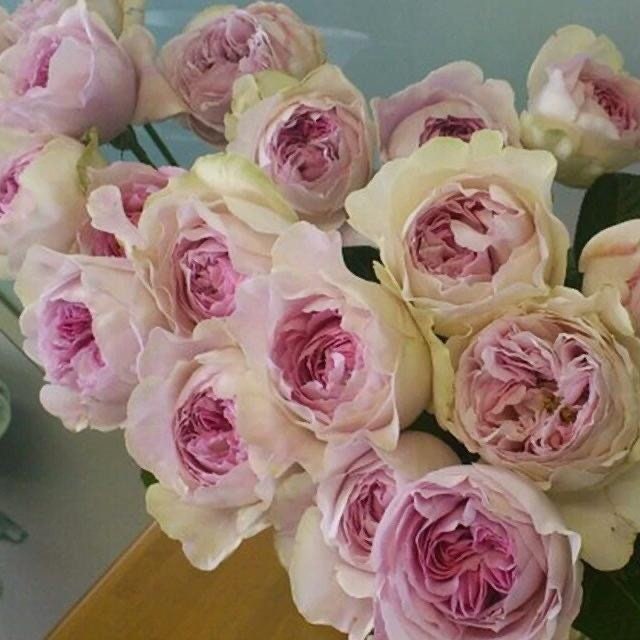 Yves sion Rose