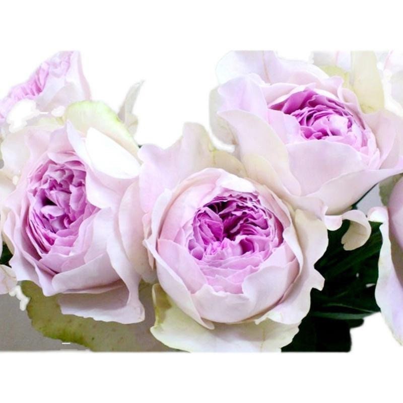 Yves sion Rose-伊芙紫苑｜Japanese Cut Rose – Ergongzy Roses