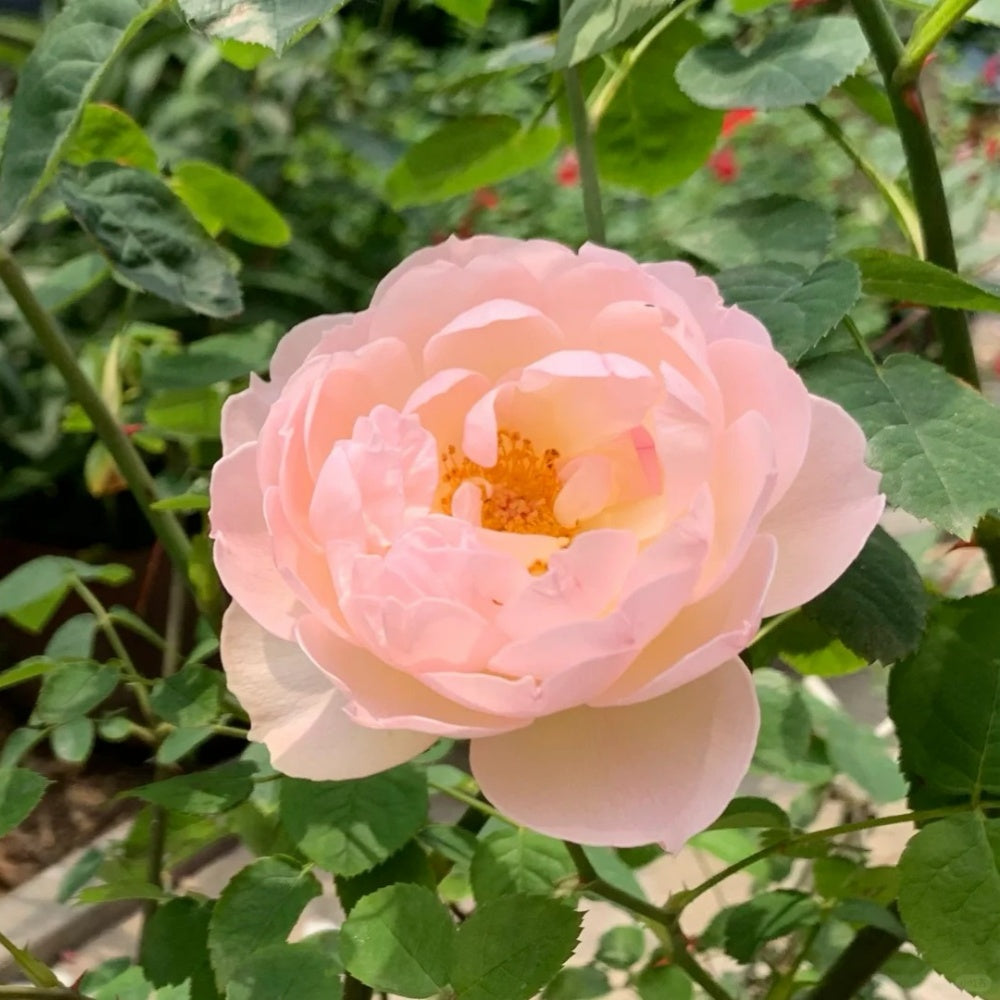 Yves wishing Rose
