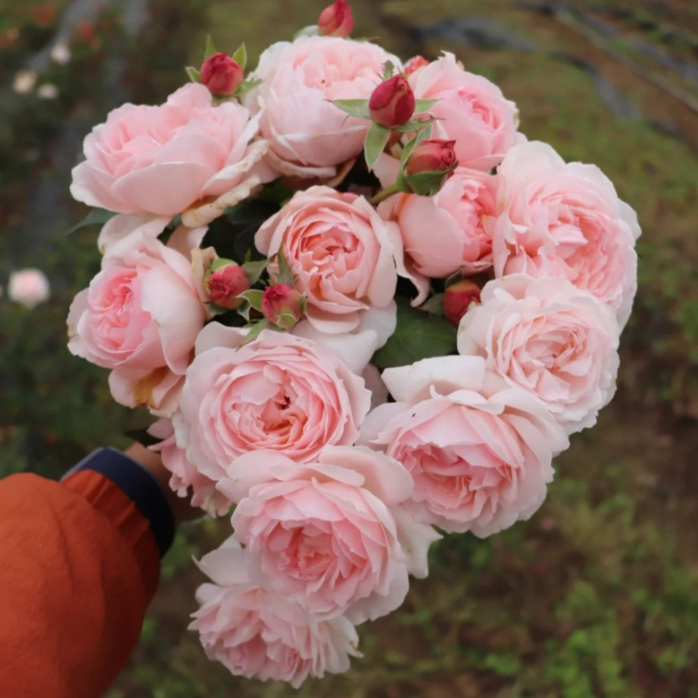 Yves wishing Rose