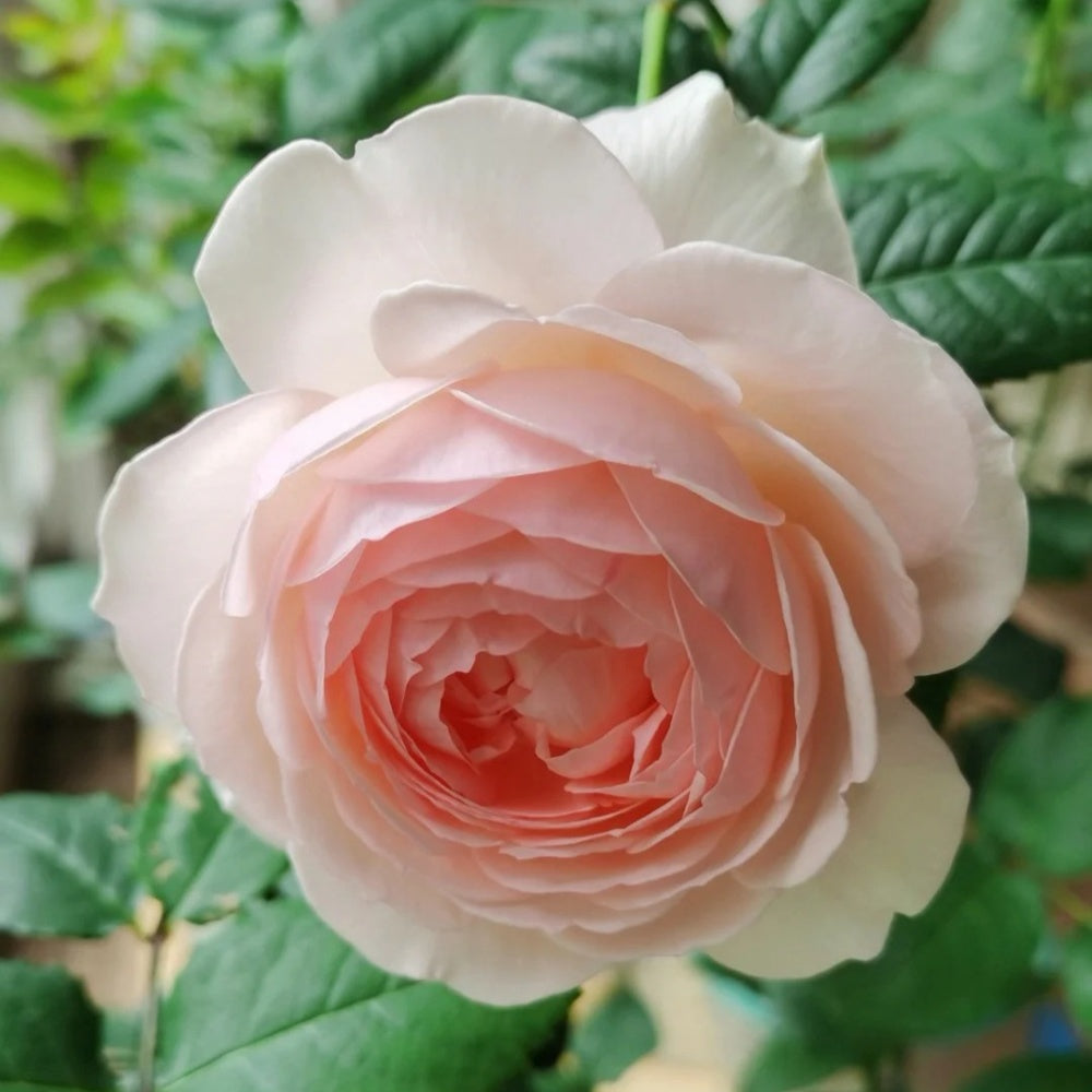 Yves wishing Rose