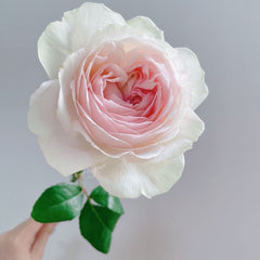 Yves wishing Rose