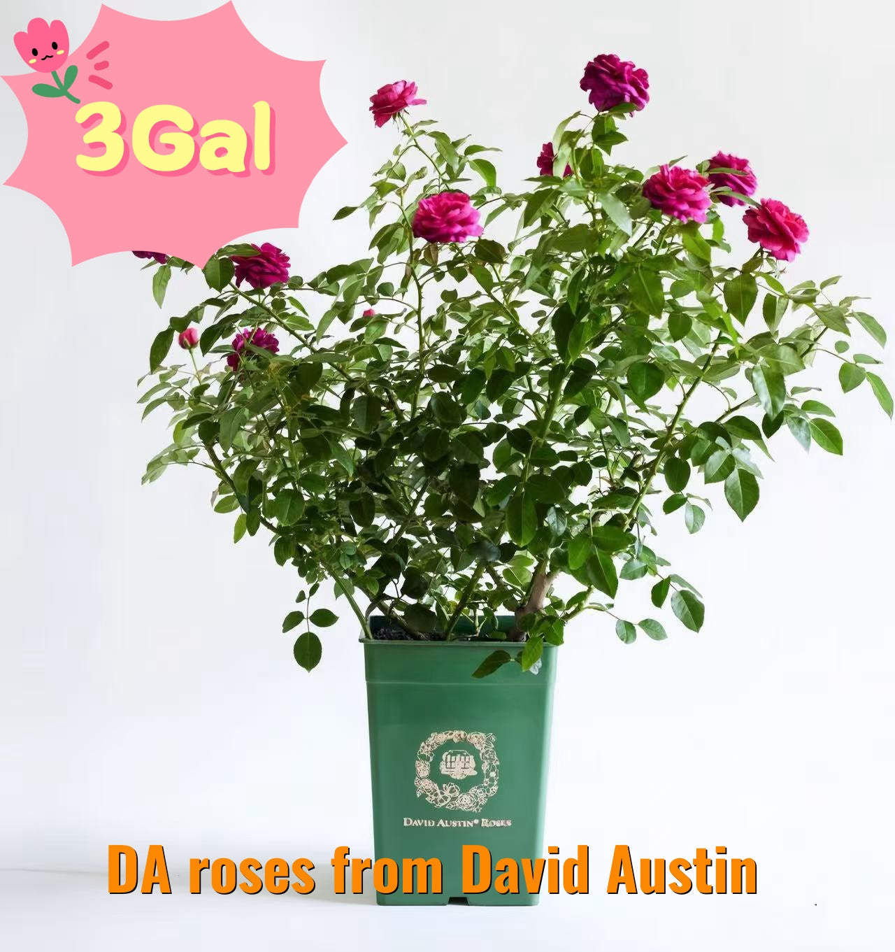 David Austin rose